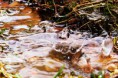 /album/priroda/dscf0992-2-jpg/